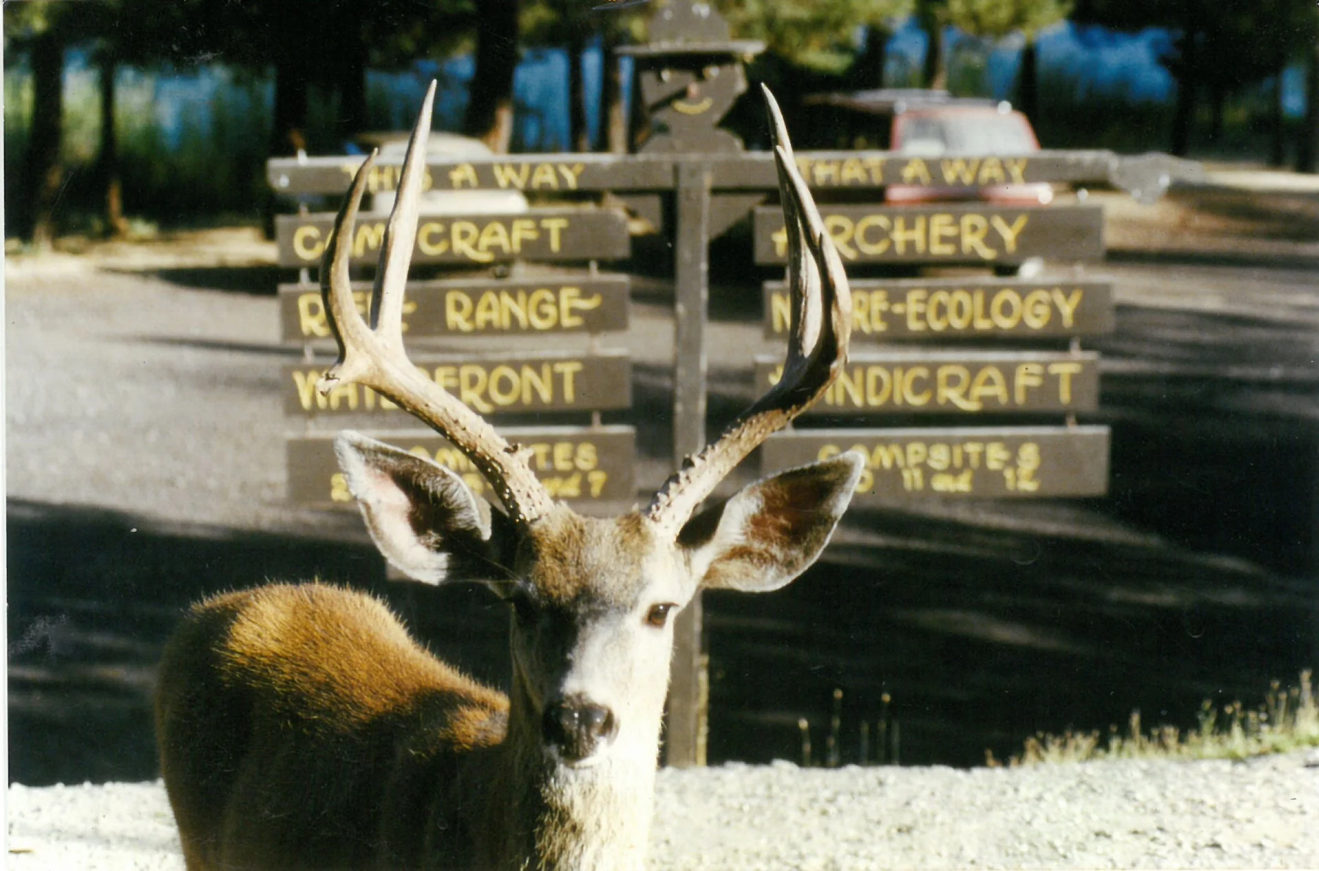 WSR_PH_1995_ThisAWaySign-deer
