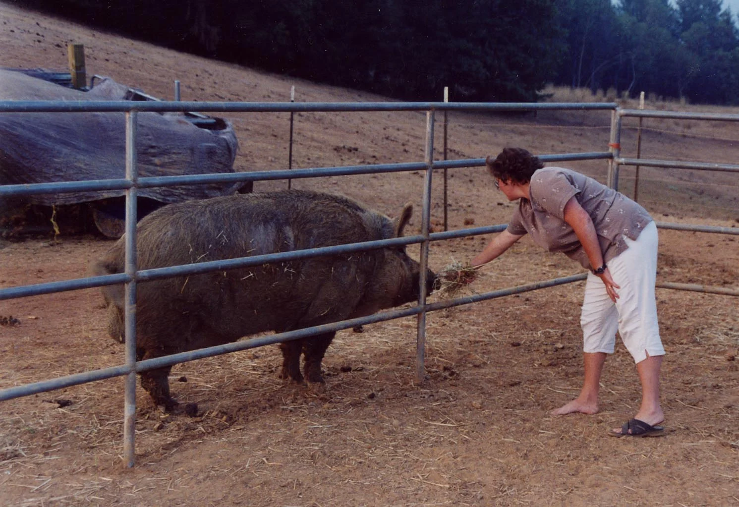 WSR_PH_2004-08-01_Pig