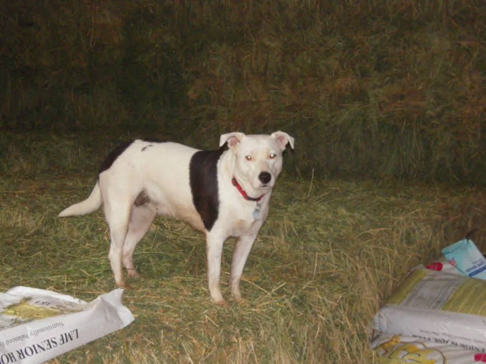 WSR_PH_2020_CampDog-Rickie